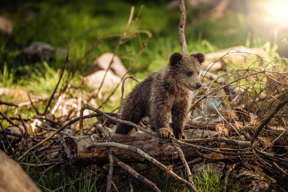 baby brown bear on a log in the forest